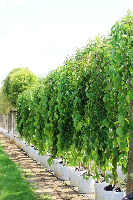 Murus alba pendula   Ters Aşı Dut